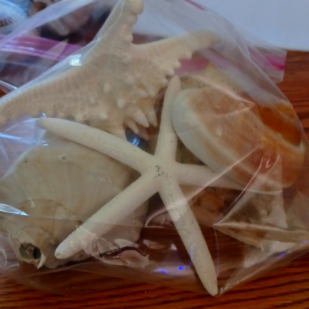 Sea Shells for Sale